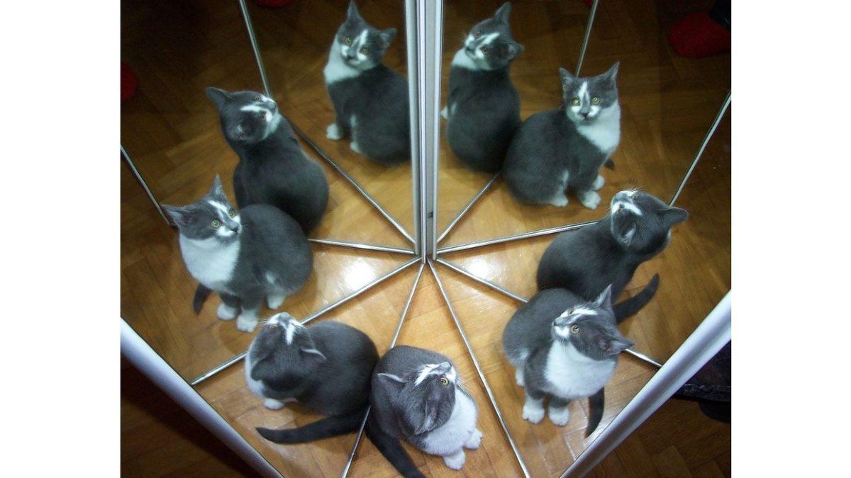 Kedilerin Dokuz Canlı Olduğu Efsanesi Nereden Geliyor?