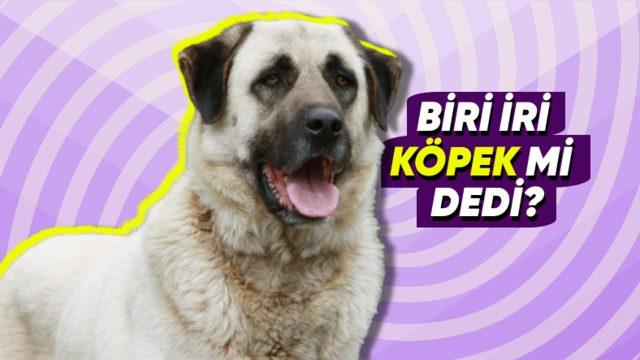 Cüsseleriyle Ürkütseler de Aslında Çok Hassas Kalpleri Olan Dünyanın En Büyük Köpek Irkları