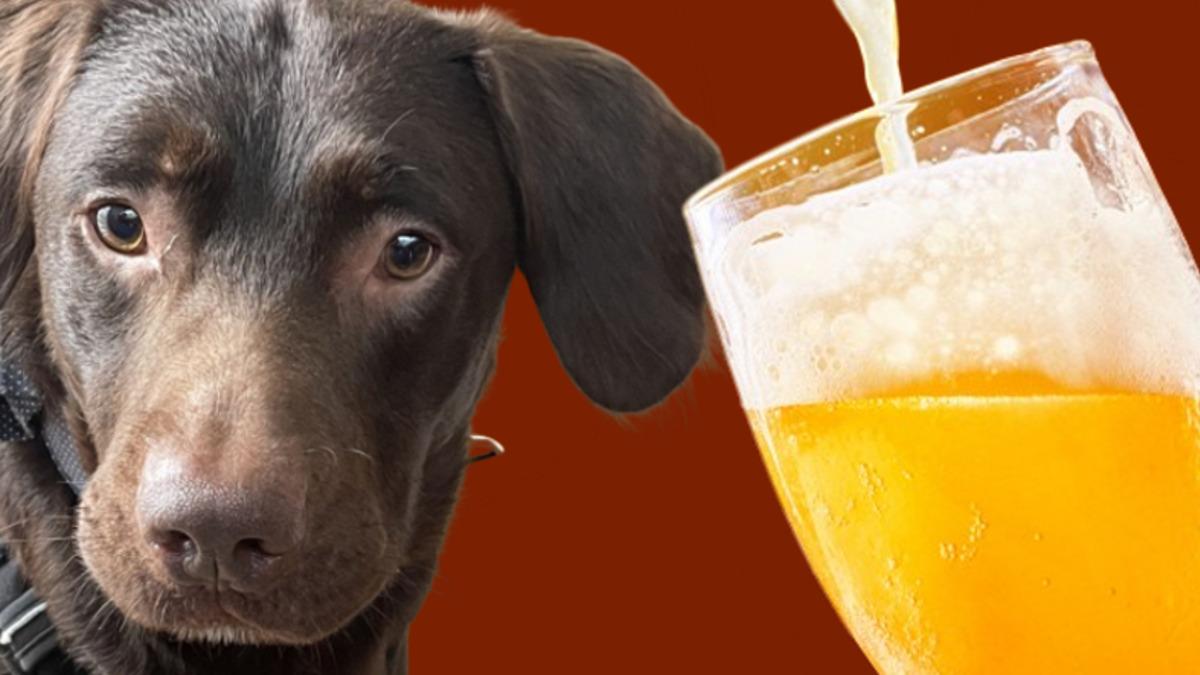 İlk Kez Bir Köpek "Alkolik" Oldu, Bağımlılık Tedavisi Görmeye Başladı!