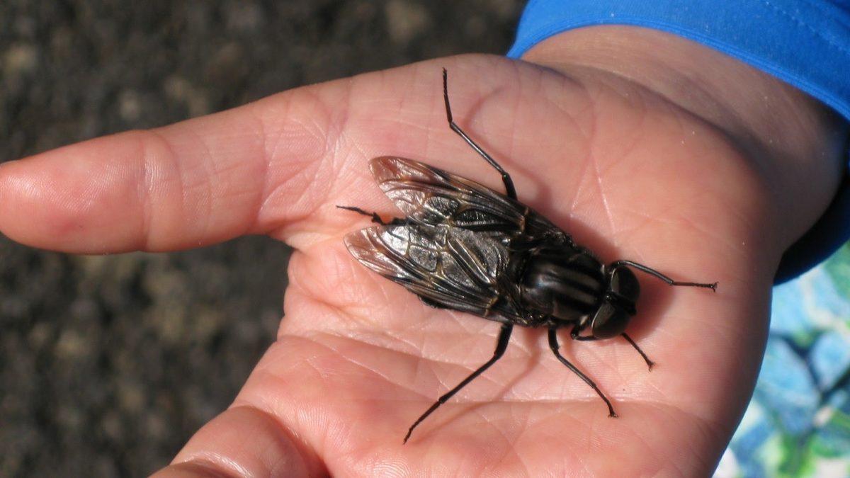 Aslında Doğa İçin ‘Arılardan Bile Daha Yararlı Olabilen’ Sinek Türleri Hakkında İnanmakta Zorlanacağınız 10 Gerçek
