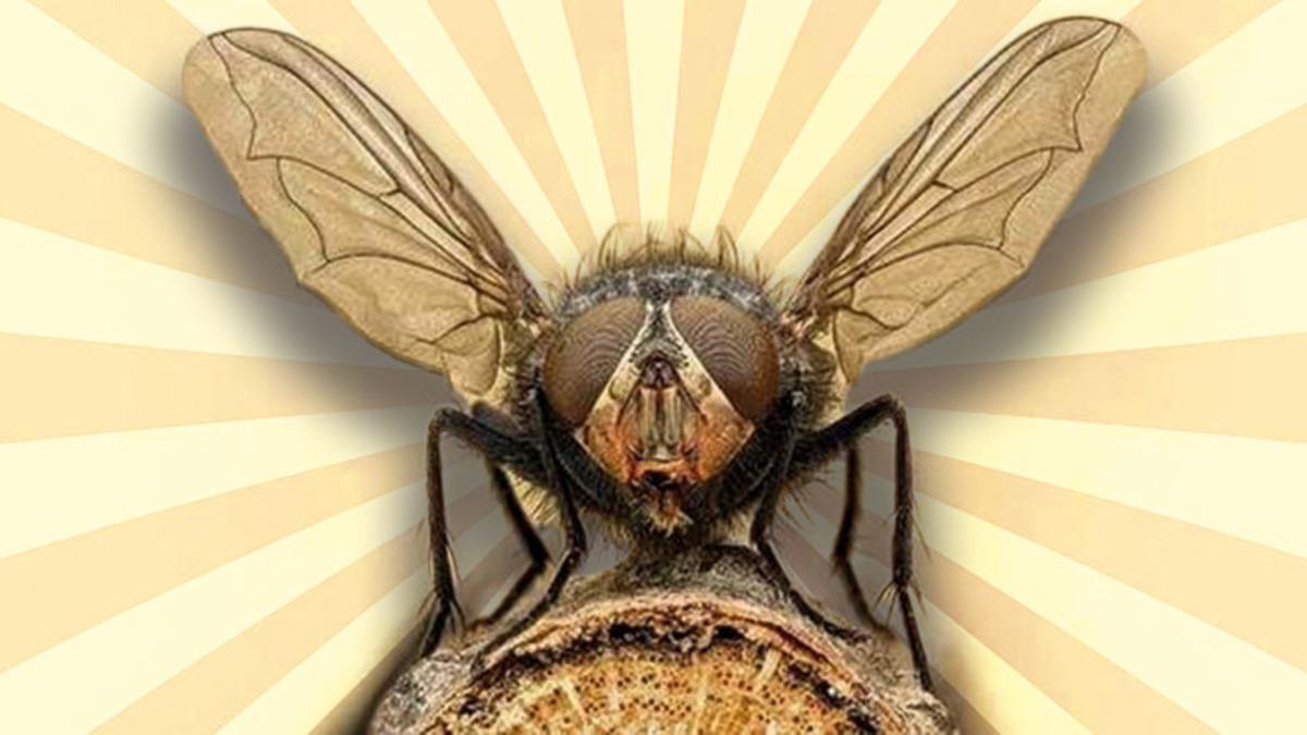 Aslında Doğa İçin ‘Arılardan Bile Daha Yararlı Olabilen’ Sinek Türleri Hakkında İnanmakta Zorlanacağınız 10 Gerçek
