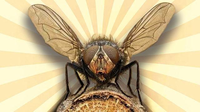 Aslında Doğa İçin ‘Arılardan Bile Daha Yararlı Olabilen’ Sinek Türleri Hakkında İnanmakta Zorlanacağınız 10 Gerçek