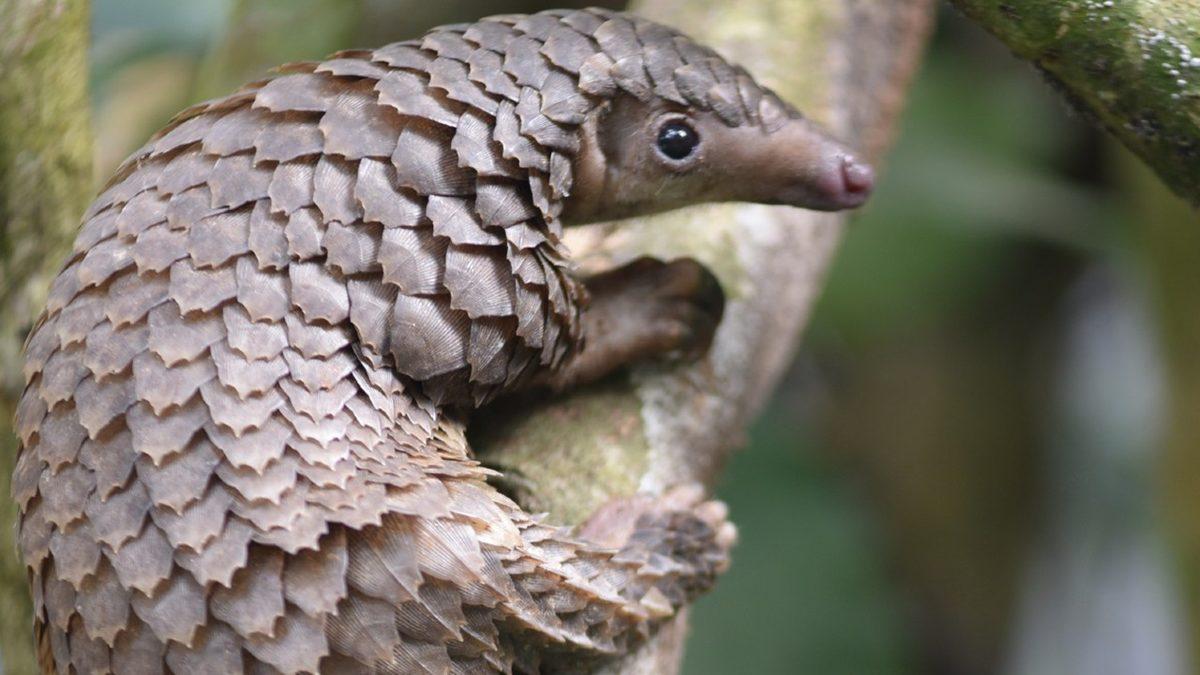 Torunlarınız Bu 15 Hayvanı Hiç Göremeyebilir: Üstelik Sizin de Bunda Parmağınız Var!