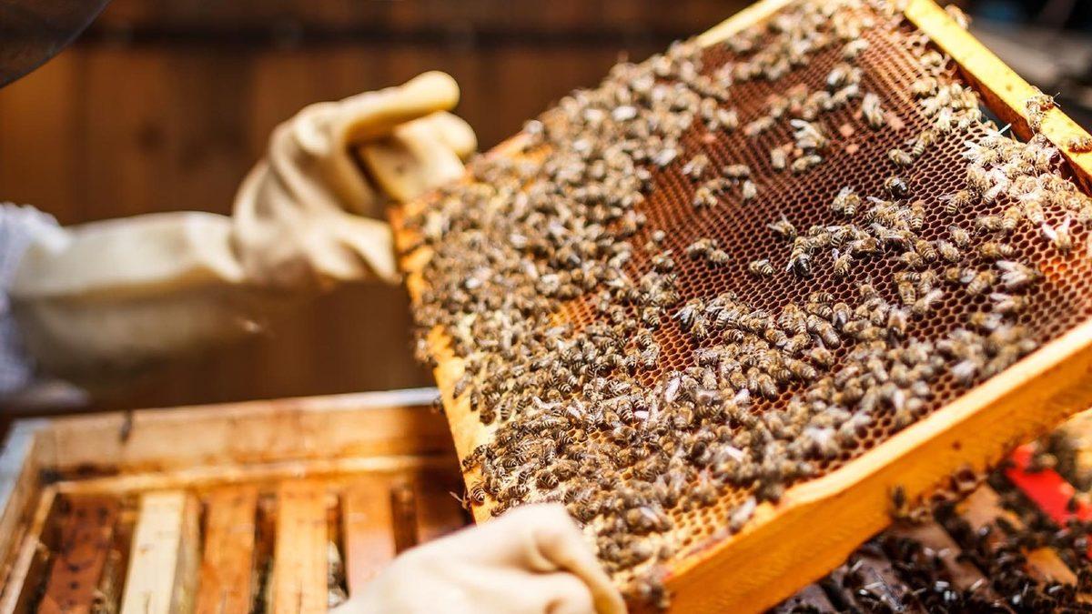 Torunlarınız Bu 15 Hayvanı Hiç Göremeyebilir: Üstelik Sizin de Bunda Parmağınız Var!