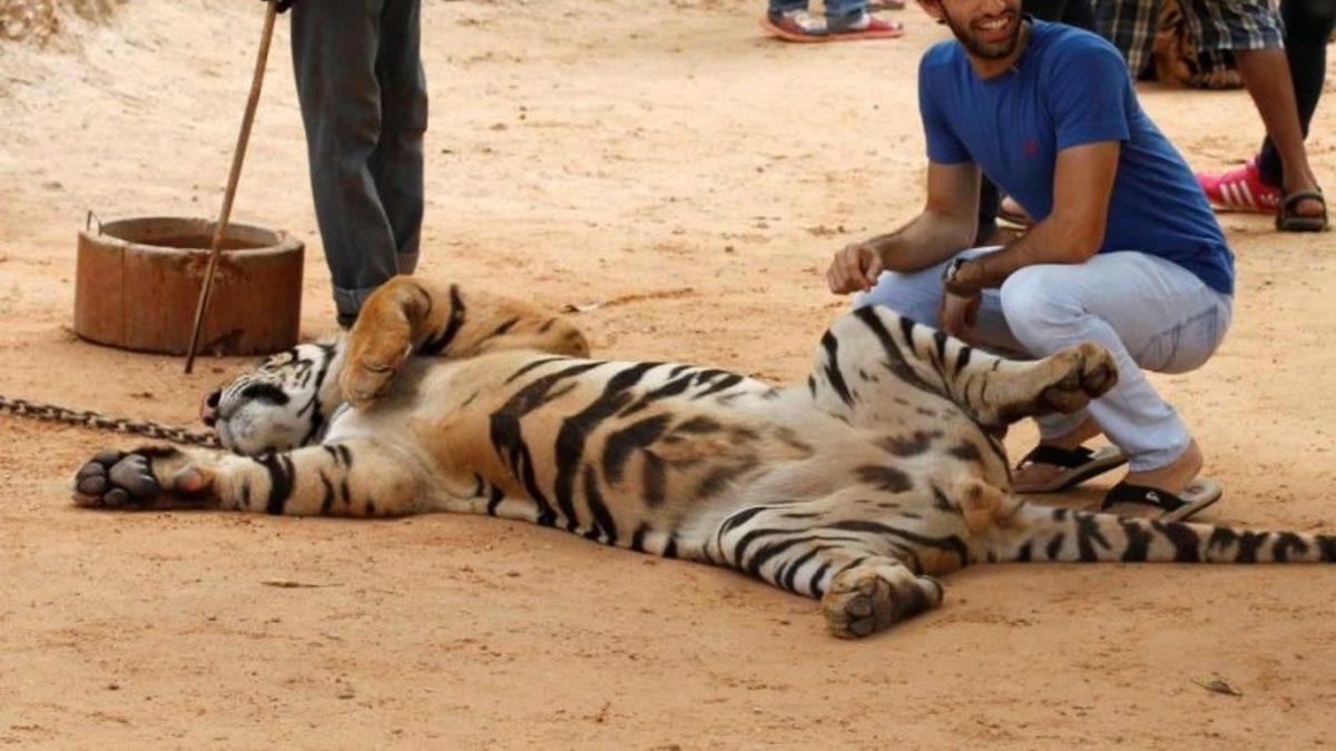 Torunlarınız Bu 15 Hayvanı Hiç Göremeyebilir: Üstelik Sizin de Bunda Parmağınız Var!