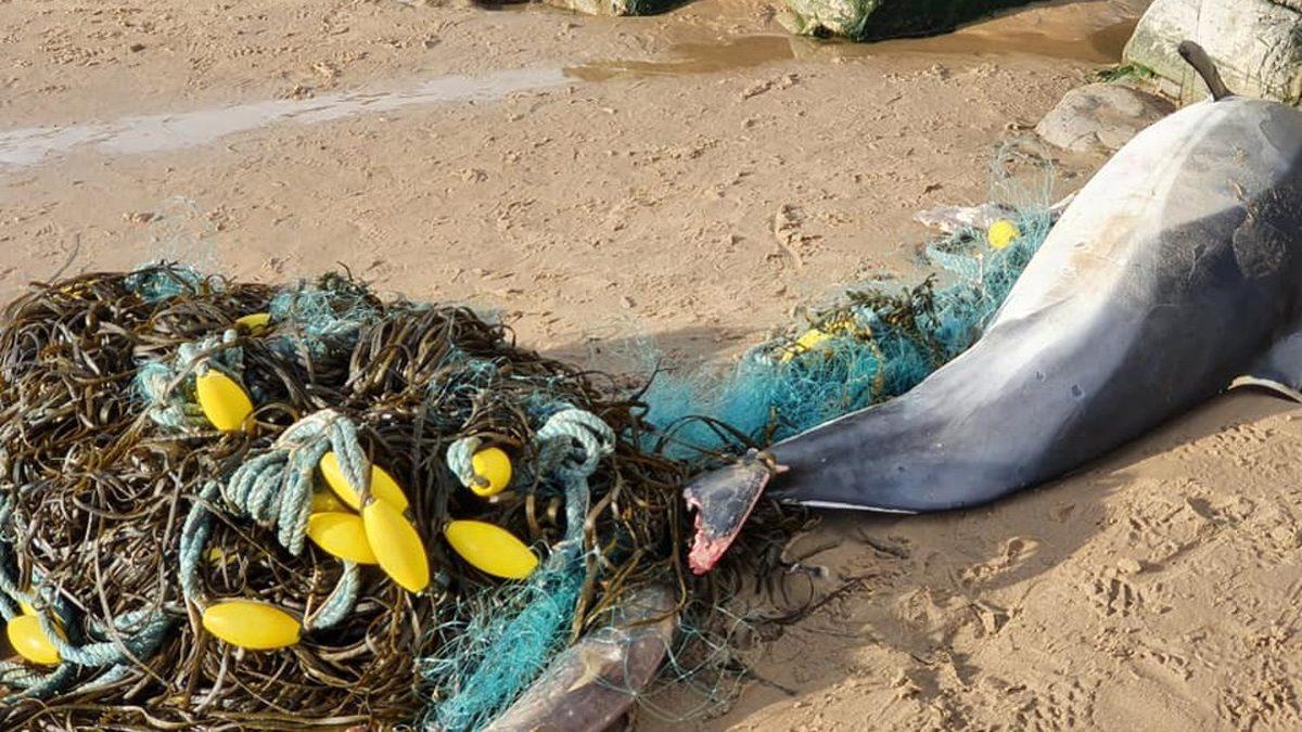 Torunlarınız Bu 15 Hayvanı Hiç Göremeyebilir: Üstelik Sizin de Bunda Parmağınız Var!