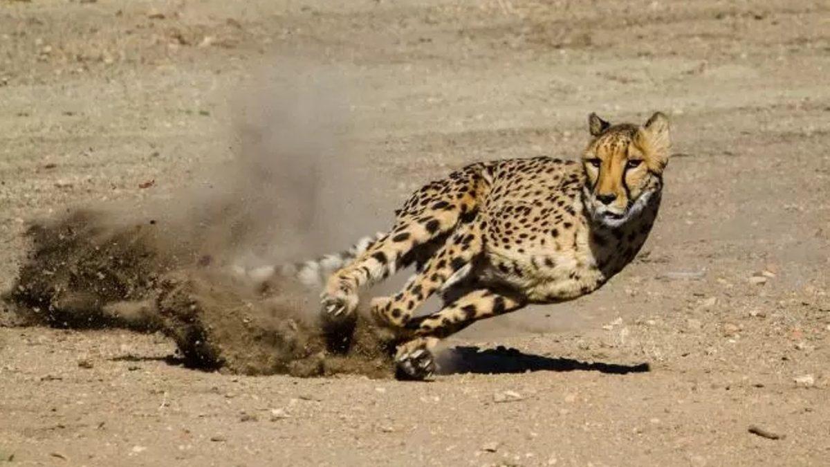 Torunlarınız Bu 15 Hayvanı Hiç Göremeyebilir: Üstelik Sizin de Bunda Parmağınız Var!