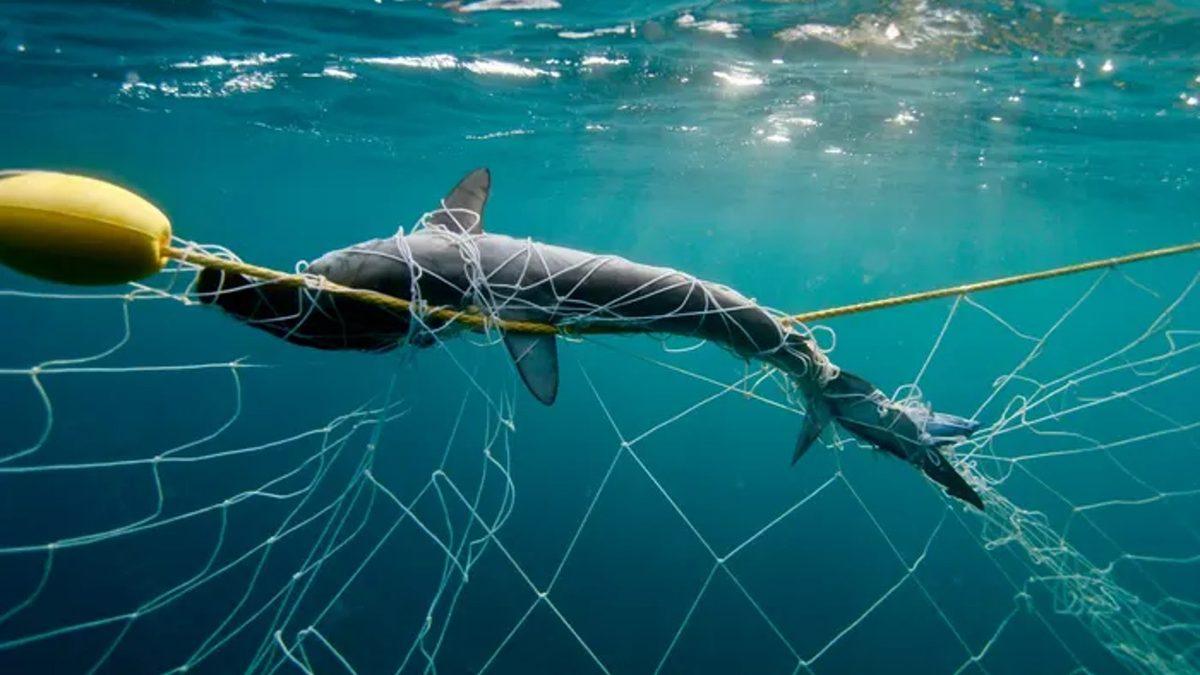 Torunlarınız Bu 15 Hayvanı Hiç Göremeyebilir: Üstelik Sizin de Bunda Parmağınız Var!