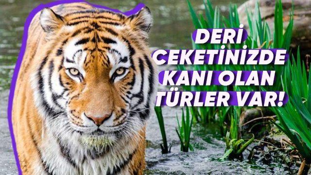 Torunlarınız Bu 15 Hayvanı Hiç Göremeyebilir: Üstelik Sizin de Bunda Parmağınız Var!