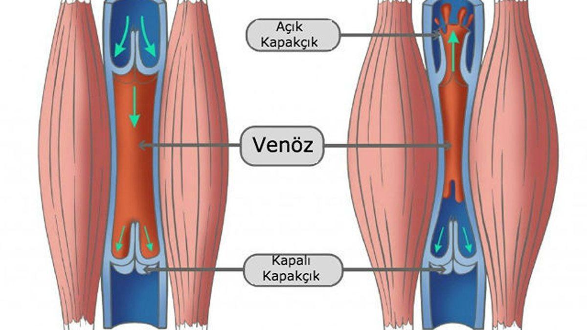 Bacak Bacak Üstüne Attıktan Kısa Bir Süre Sonra Oluşan Uyuşma Hissi Yatakta Saatlerce Yatmamıza Rağmen Neden Oluşmaz?