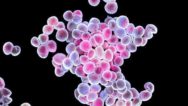 Kanser Tedavilerinde Devrim Yaratabilecek Araştırma: İnsan Vücudunda da Bulunan Bir Bakteri Yoluyla Tümör Yok Edildi!