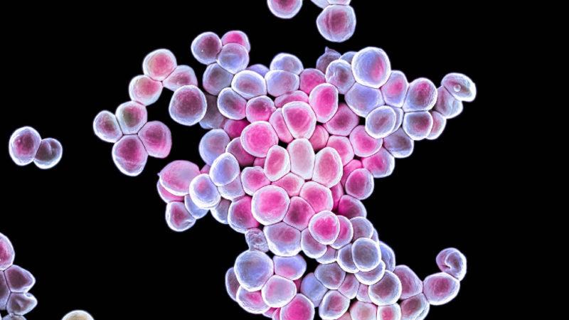 Kanser Tedavilerinde Devrim Yaratabilecek Araştırma: İnsan Vücudunda da Bulunan Bir Bakteri Yoluyla Tümör Yok Edildi!