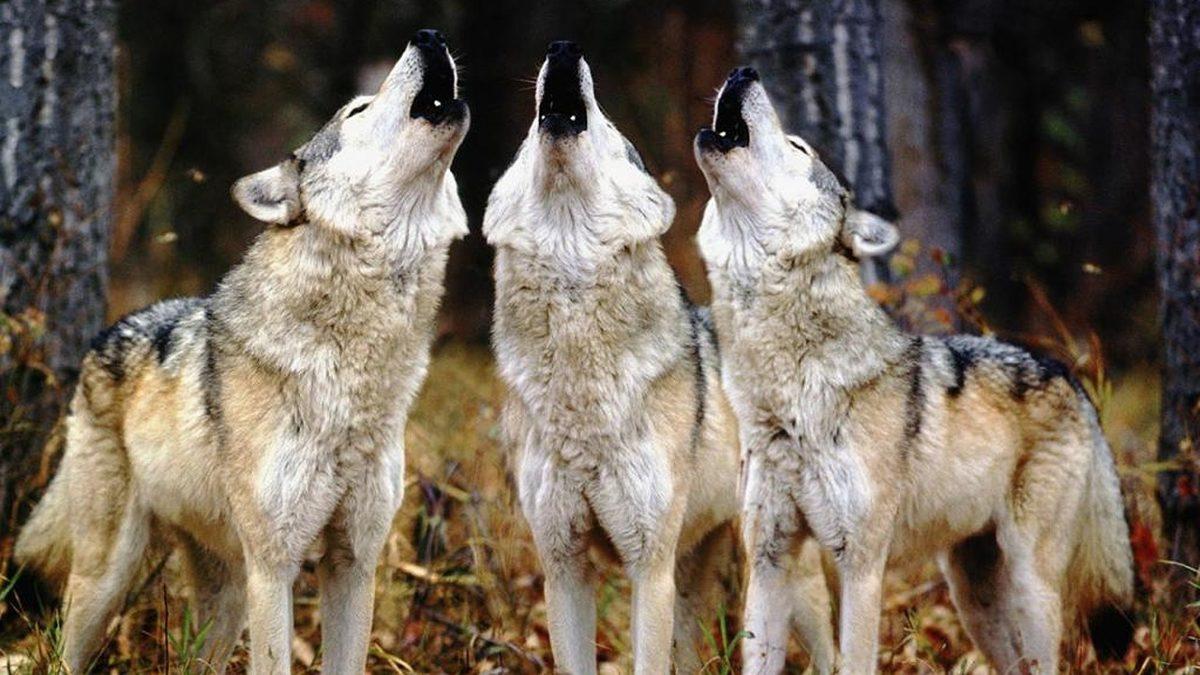 Kurtlar Dolunay Zamanlarında Neden Ulur? (Yoksa Biz mi Öyle Sanıyoruz?)