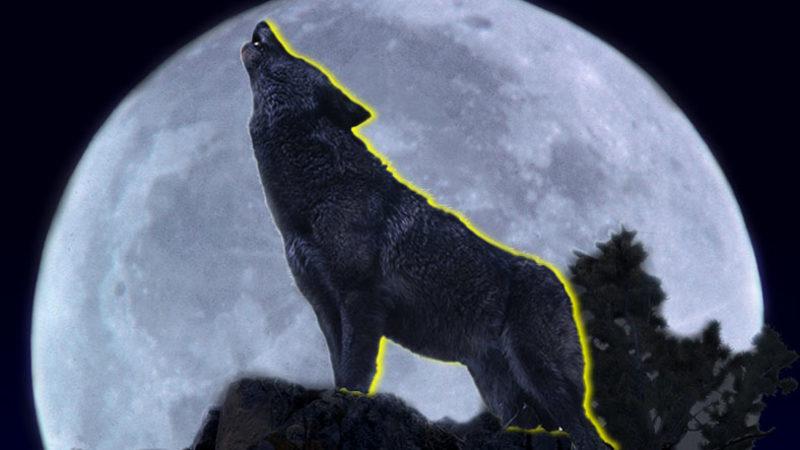 Kurtlar Dolunay Zamanlarında Neden Ulur? (Yoksa Biz mi Öyle Sanıyoruz?)