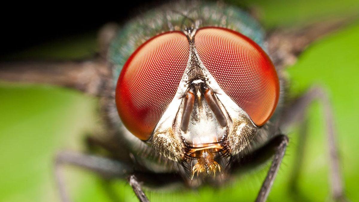Dışarı Çıkmak İçin Pencere Camına Çarpıp Duran Sinekler, Yanlarındaki Açık Pencereyi Neden Fark Edemiyorlar?