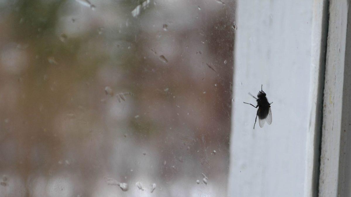 Dışarı Çıkmak İçin Pencere Camına Çarpıp Duran Sinekler, Yanlarındaki Açık Pencereyi Neden Fark Edemiyorlar?