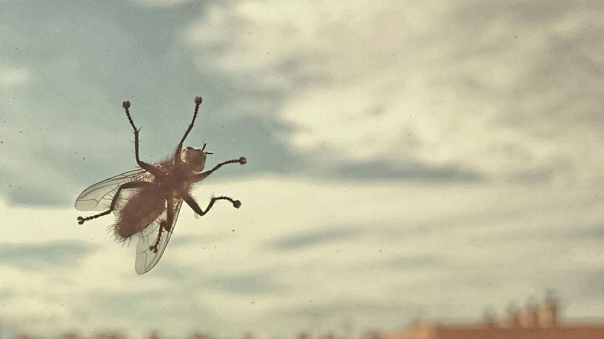 Dışarı Çıkmak İçin Pencere Camına Çarpıp Duran Sinekler, Yanlarındaki Açık Pencereyi Neden Fark Edemiyorlar?