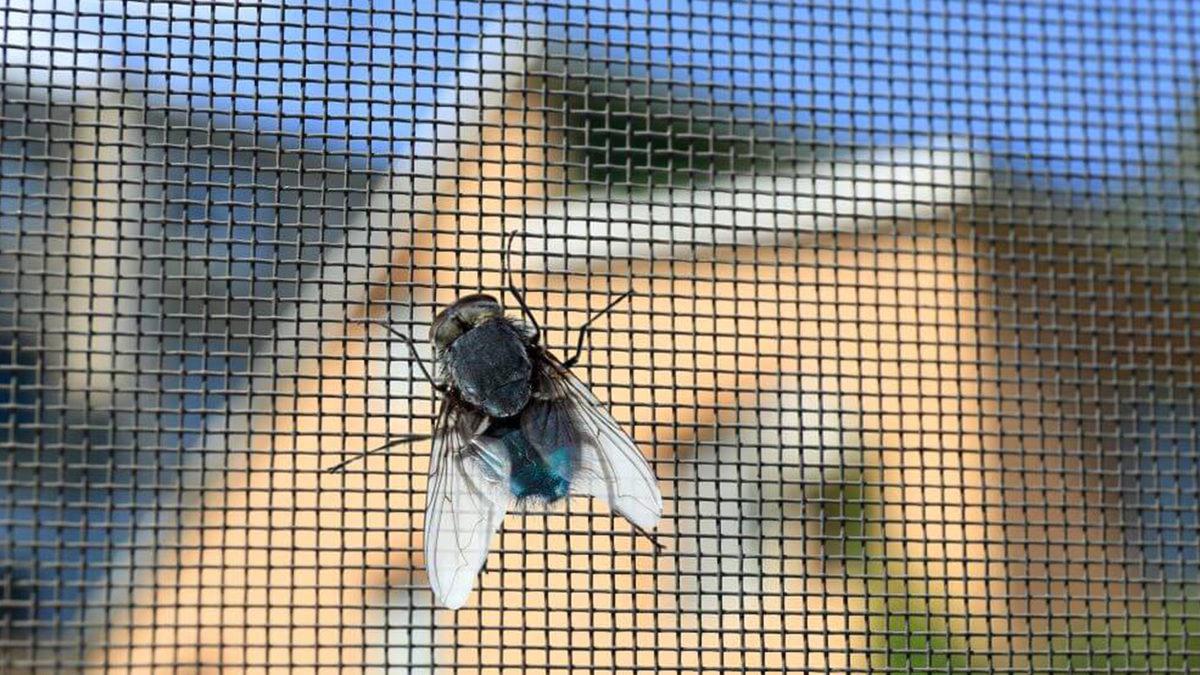 Dışarı Çıkmak İçin Pencere Camına Çarpıp Duran Sinekler, Yanlarındaki Açık Pencereyi Neden Fark Edemiyorlar?