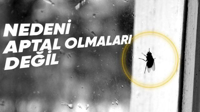 Dışarı Çıkmak İçin Pencere Camına Çarpıp Duran Sinekler, Yanlarındaki Açık Pencereyi Neden Fark Edemiyorlar?