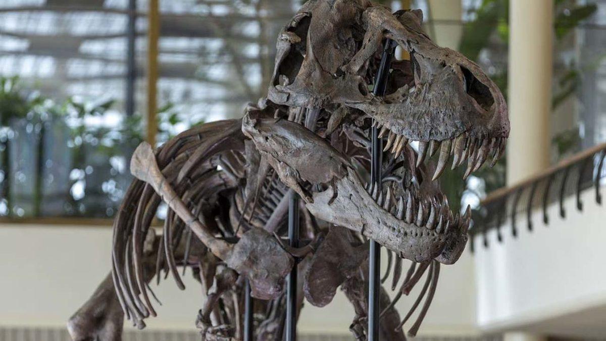 11 Metrelik Dev T-Rex İskeleti, Milyonlarca Dolara Satıldı (Yok Bir Hayalimiz Falan)