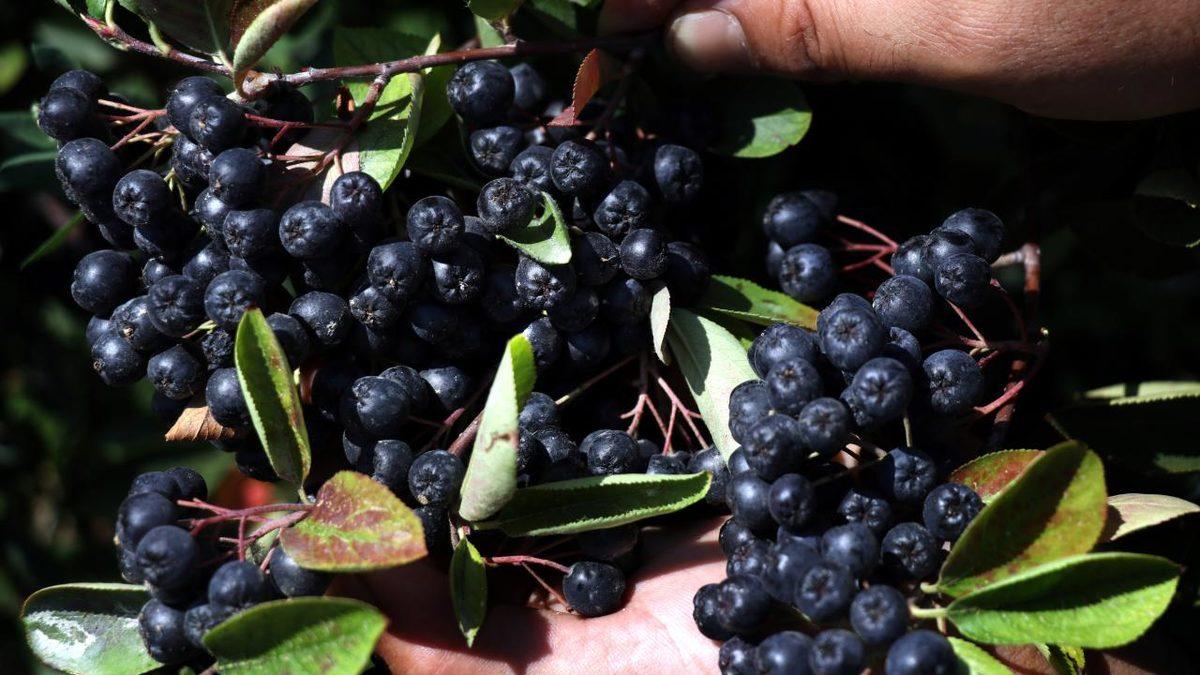 Çoğunuzun Adını İlk Kez Duyacağı, Manava Gidip de Bulamayacağınız 15 Sıra Dışı Meyve