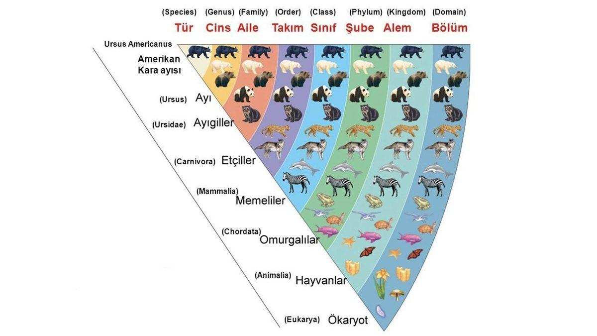Bilim Dili Olarak Latincenin Tercih Edilmesinin Ana Sebebi Nedir? Üstelik Daha Yaygın Bir Dil Olan İngilizce Varken!