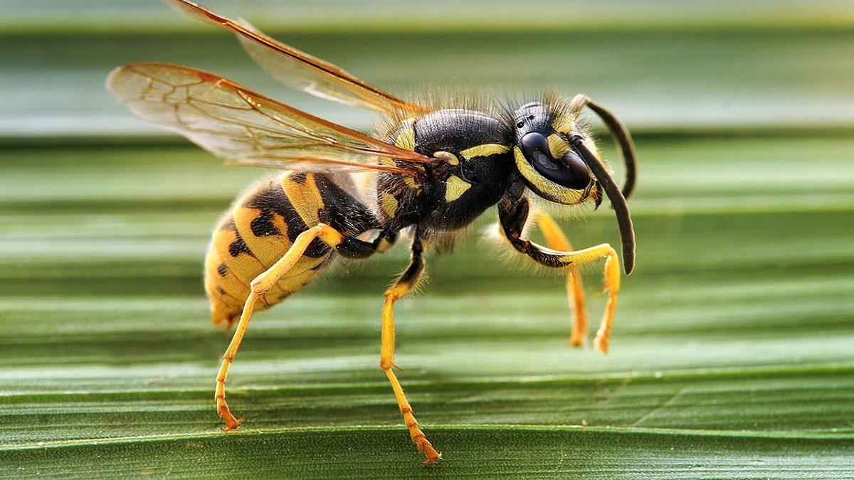 Bilim Dili Olarak Latincenin Tercih Edilmesinin Ana Sebebi Nedir? Üstelik Daha Yaygın Bir Dil Olan İngilizce Varken!