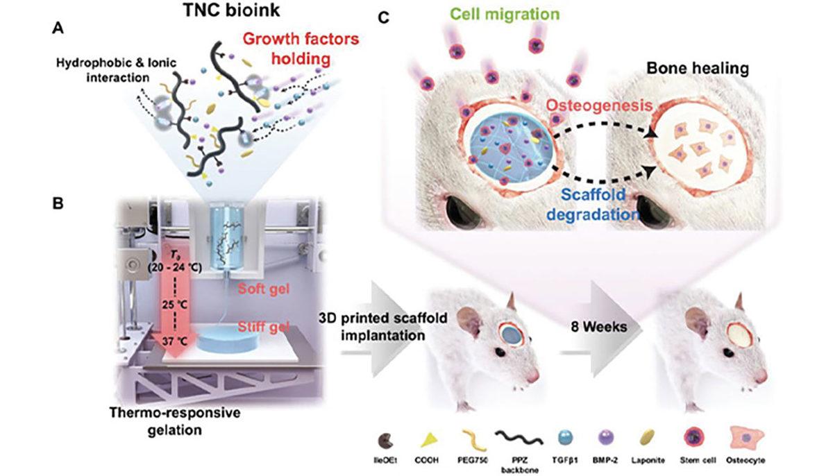 Organ Kıtlığına Çözüm İçin Büyük Adım: Sıcaklıkla Sertleşen Biyolojik Mürekkep Geliştirildi
