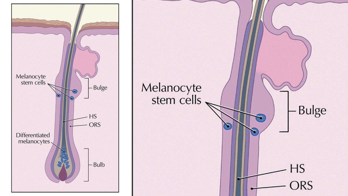 Saçlarımızın Neden Beyazladığı ’Tam Olarak’ Bulundu: Peki Bu Durum Engellenebilir mi?