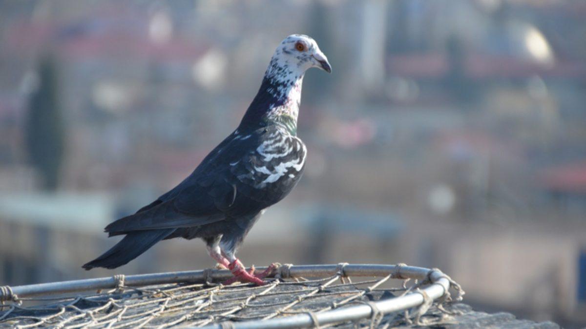 Posta Güvercinleri Nasıl Oluyor da Mektupları Çok Uzaktaki Yerlere Bile Hatasız Bir Şekilde Teslim Edebiliyorlardı?