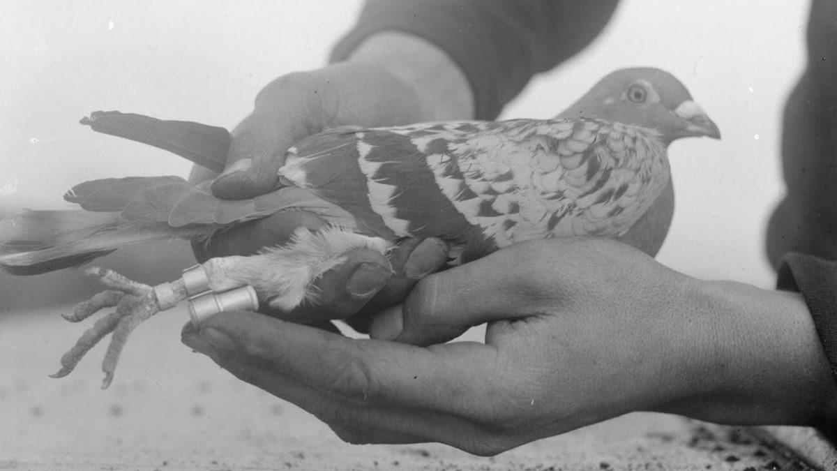 Posta Güvercinleri Nasıl Oluyor da Mektupları Çok Uzaktaki Yerlere Bile Hatasız Bir Şekilde Teslim Edebiliyorlardı?