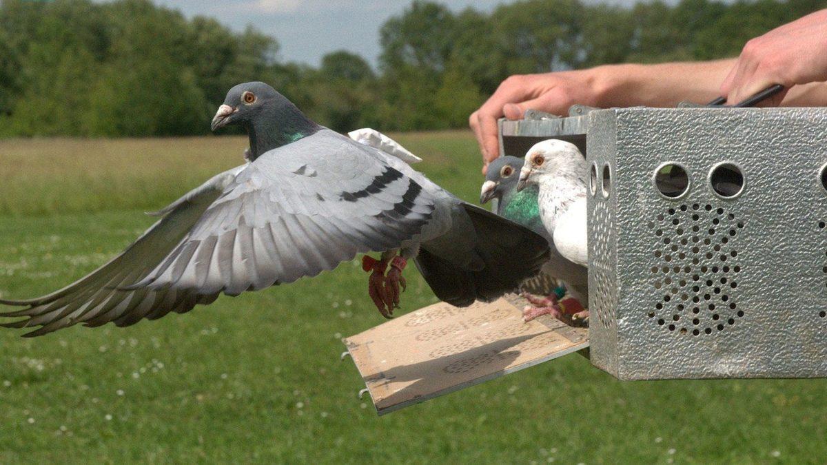 Posta Güvercinleri Nasıl Oluyor da Mektupları Çok Uzaktaki Yerlere Bile Hatasız Bir Şekilde Teslim Edebiliyorlardı?