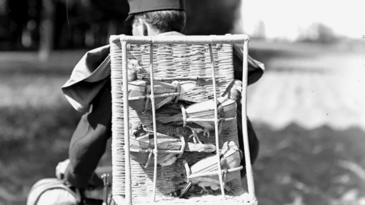 Posta Güvercinleri Nasıl Oluyor da Mektupları Çok Uzaktaki Yerlere Bile Hatasız Bir Şekilde Teslim Edebiliyorlardı?