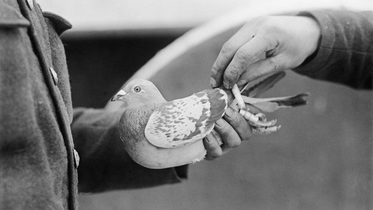 Posta Güvercinleri Nasıl Oluyor da Mektupları Çok Uzaktaki Yerlere Bile Hatasız Bir Şekilde Teslim Edebiliyorlardı?