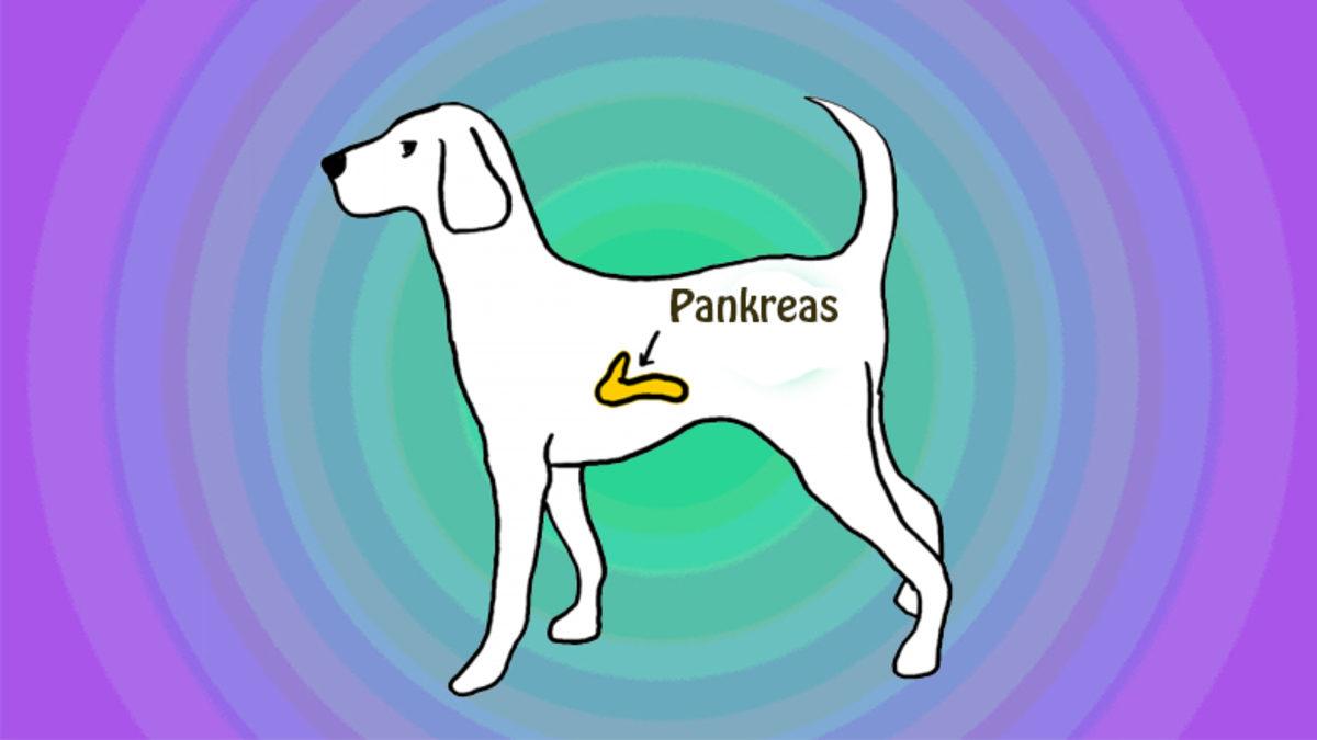 İnsülinin Patentini 