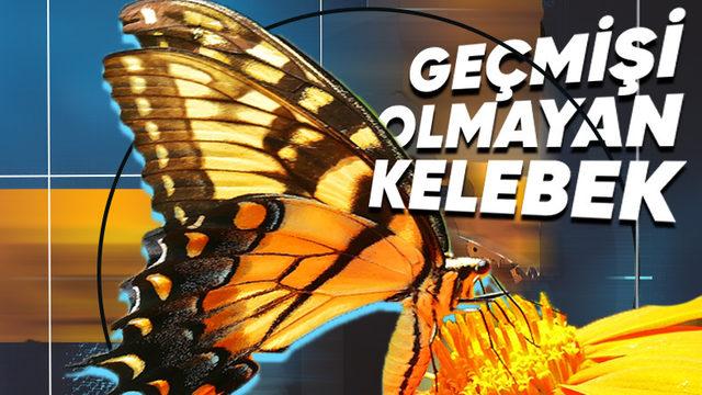 Kelebekler Kozadan Çıktıklarında Tırtıl Günlerini Hatırlıyorlar mı, Yoksa Reset Atılmış Gibi mi Oluyorlar?