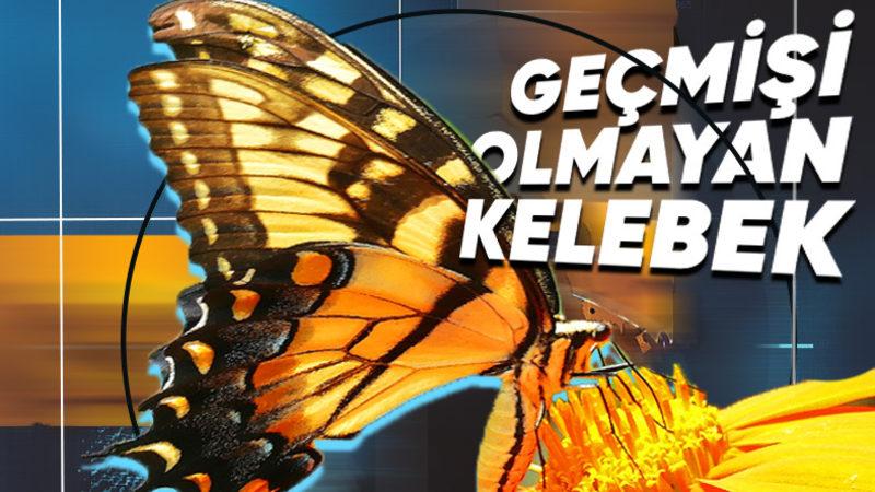 Kelebekler Kozadan Çıktıklarında Tırtıl Günlerini Hatırlıyorlar mı, Yoksa Reset Atılmış Gibi mi Oluyorlar?