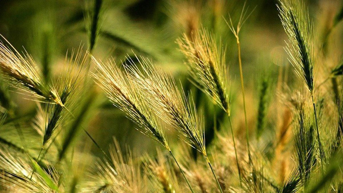 Evcil Hayvanınızı Canından Edebilecek Pisipisi Otlarına Dikkat: Masum Görüntüsünün Altında Büyük Bir Tehlike Yatıyor!