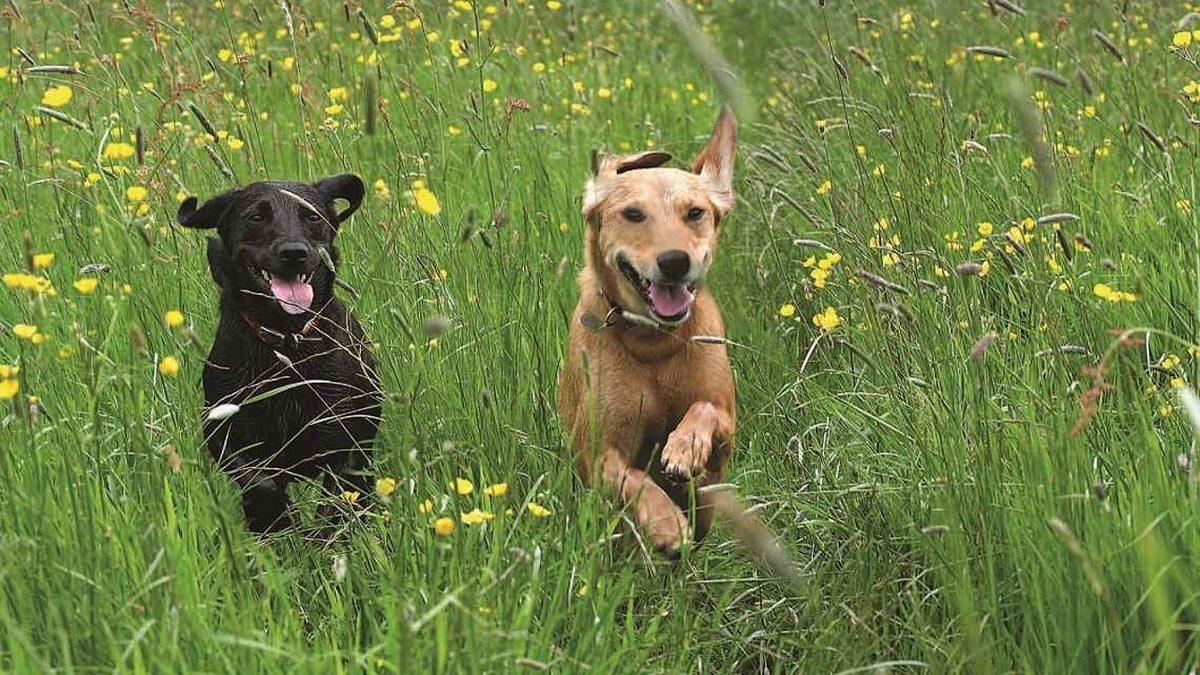 Evcil Hayvanınızı Canından Edebilecek Pisipisi Otlarına Dikkat: Masum Görüntüsünün Altında Büyük Bir Tehlike Yatıyor!