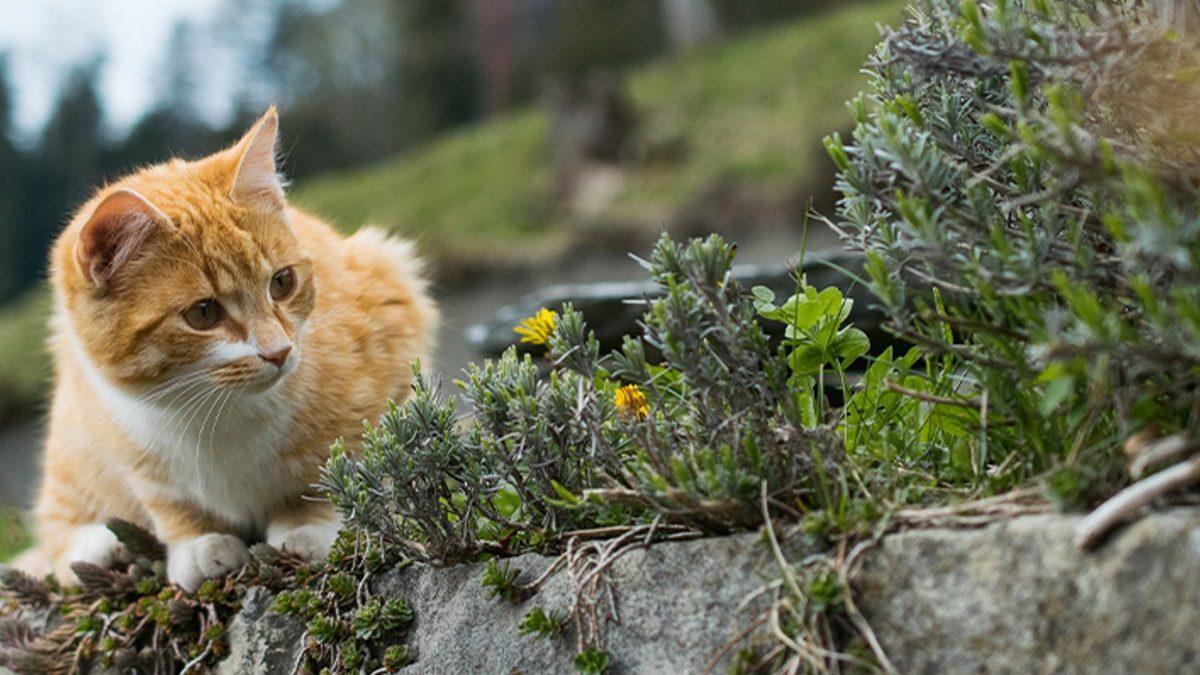 Evcil Hayvanınızı Canından Edebilecek Pisipisi Otlarına Dikkat: Masum Görüntüsünün Altında Büyük Bir Tehlike Yatıyor!