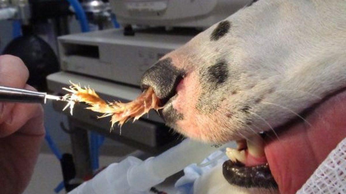 Evcil Hayvanınızı Canından Edebilecek Pisipisi Otlarına Dikkat: Masum Görüntüsünün Altında Büyük Bir Tehlike Yatıyor!