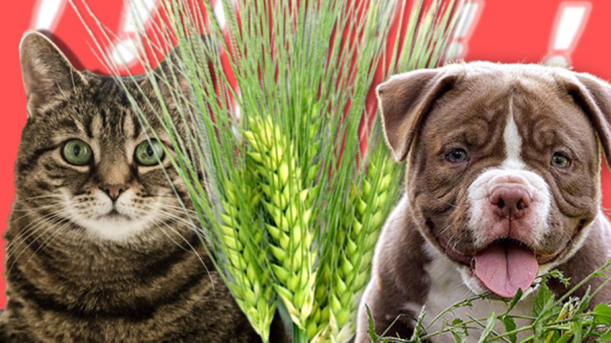 Evcil Hayvanınızı Canından Edebilecek Pisipisi Otlarına Dikkat: Masum Görüntüsünün Altında Büyük Bir Tehlike Yatıyor!