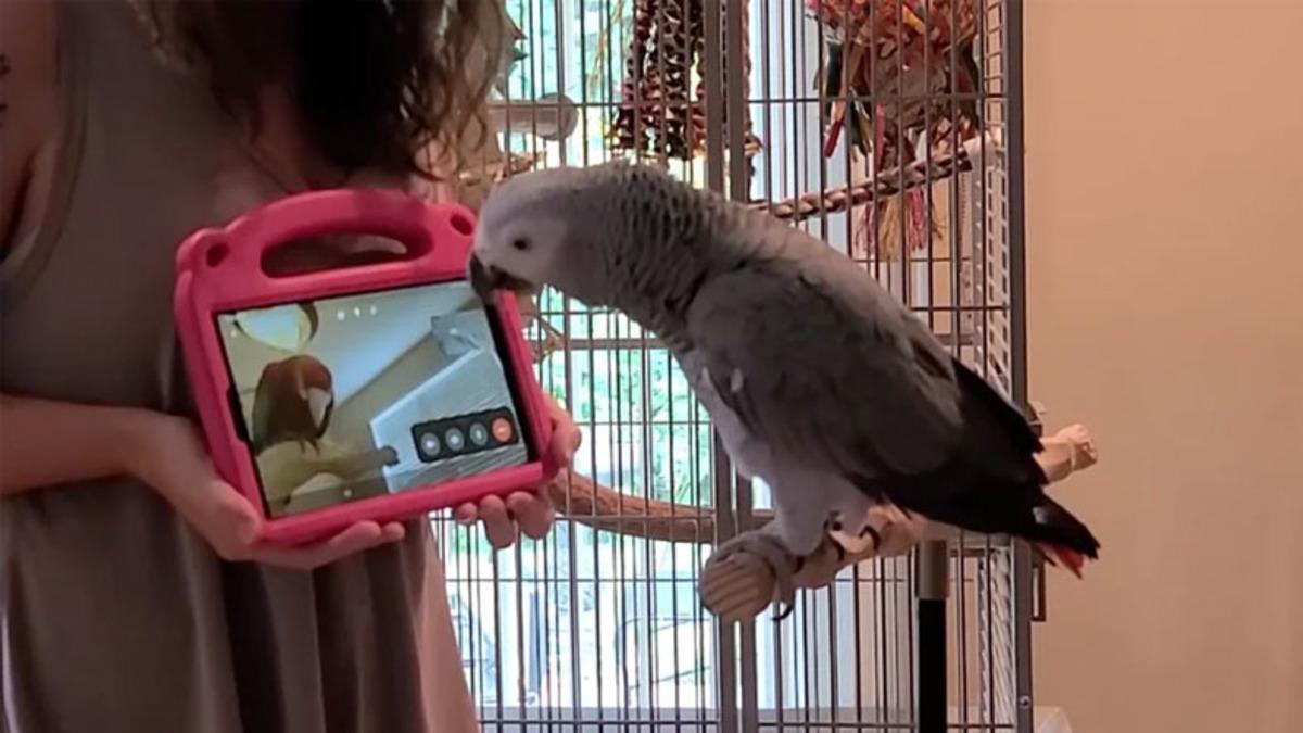 Papağanlar Üzerinde İlginç Araştırma: Başka Papağanlarla ’Görüntülü Görüşmek’ Psikolojilerini Düzeltiyor