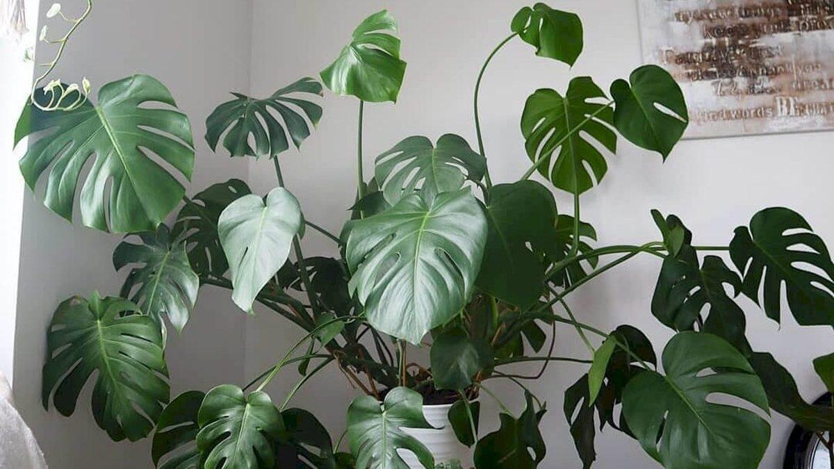 Kediniz Varsa Bu Bitkileri ve Çiçekleri Evinizde Bulundurmayın: Bir Parçası Bile Can Dostunuzu Hayatından Edebilir