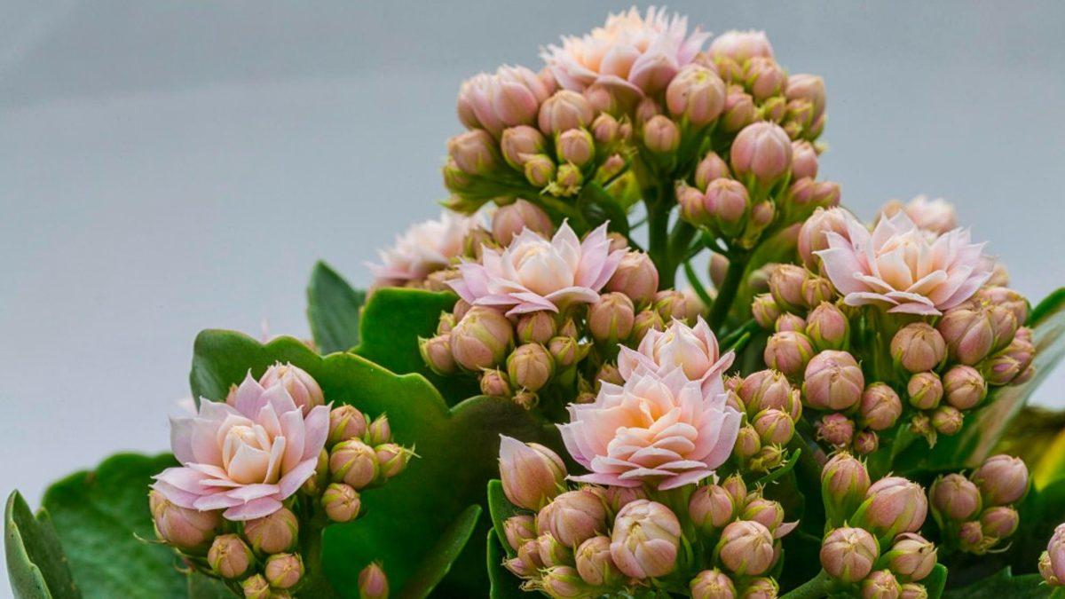 Kediniz Varsa Bu Bitkileri ve Çiçekleri Evinizde Bulundurmayın: Bir Parçası Bile Can Dostunuzu Hayatından Edebilir