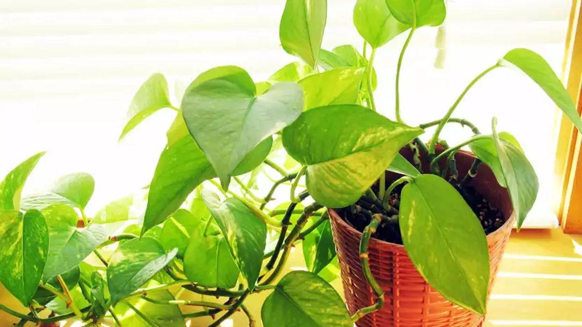 Kediniz Varsa Bu Bitkileri ve Çiçekleri Evinizde Bulundurmayın: Bir Parçası Bile Can Dostunuzu Hayatından Edebilir