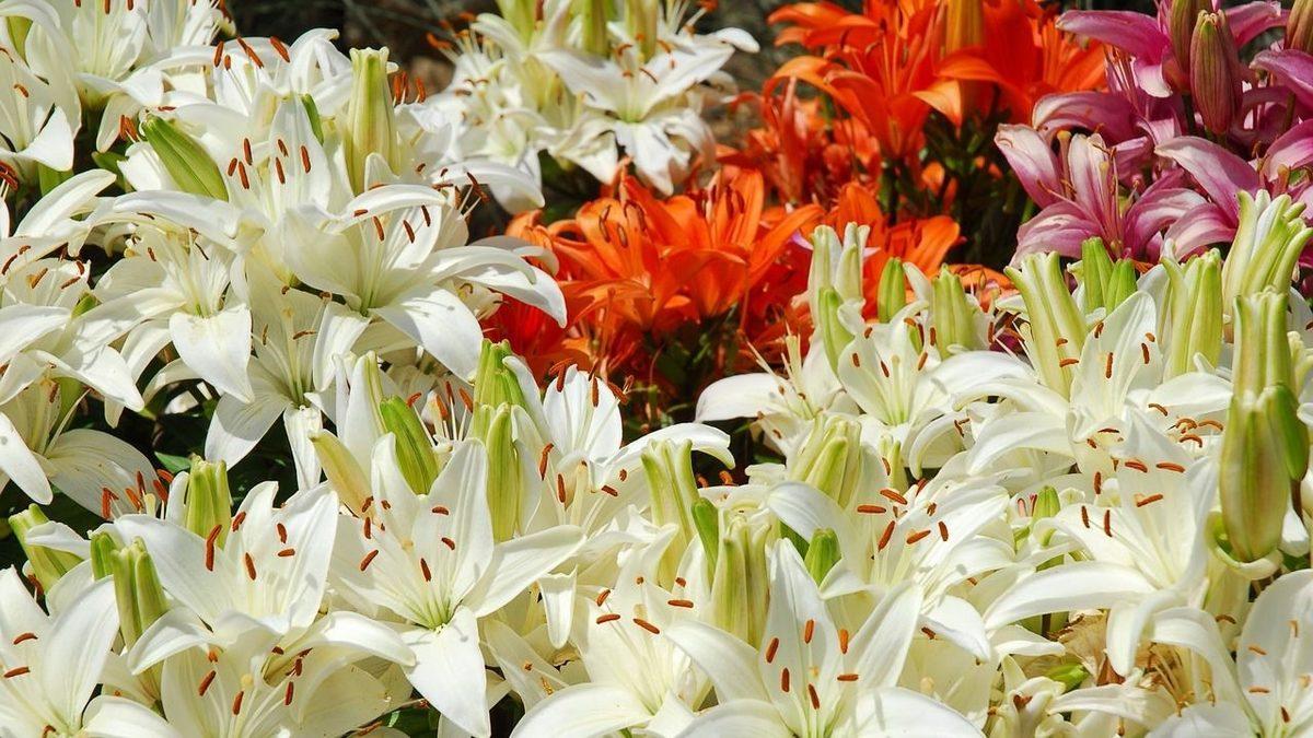 Kediniz Varsa Bu Bitkileri ve Çiçekleri Evinizde Bulundurmayın: Bir Parçası Bile Can Dostunuzu Hayatından Edebilir