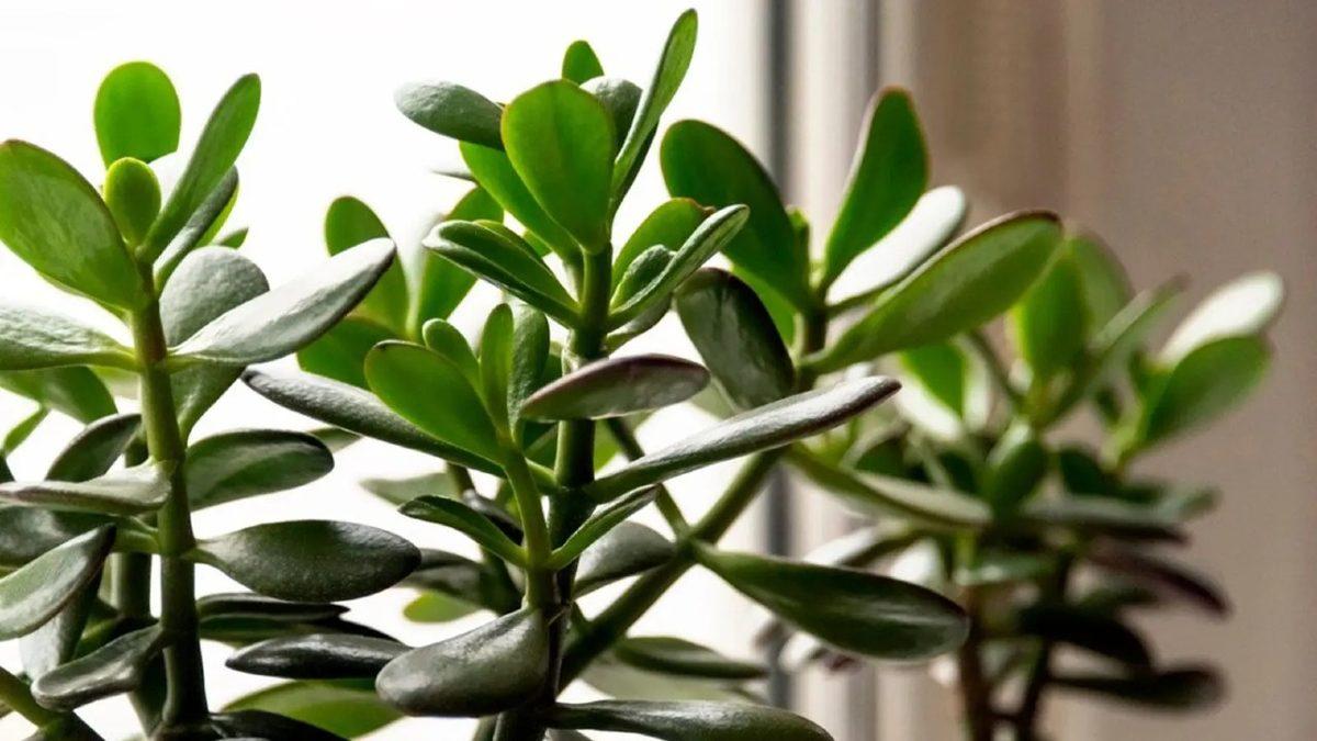 Kediniz Varsa Bu Bitkileri ve Çiçekleri Evinizde Bulundurmayın: Bir Parçası Bile Can Dostunuzu Hayatından Edebilir