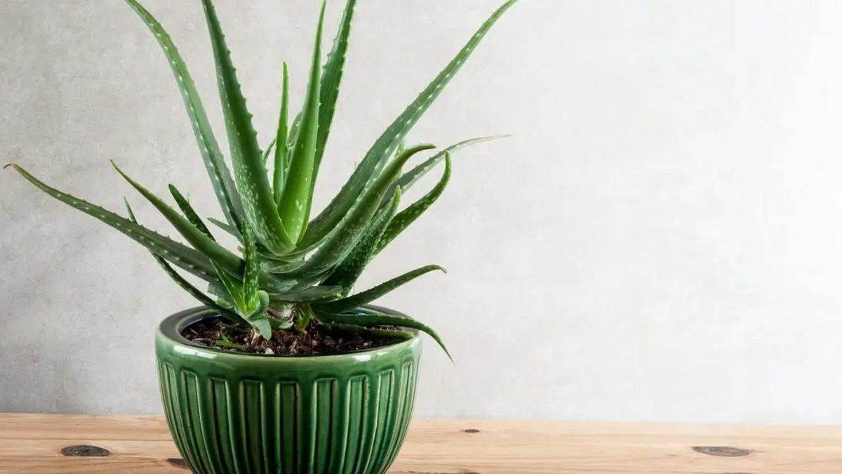 Kediniz Varsa Bu Bitkileri ve Çiçekleri Evinizde Bulundurmayın: Bir Parçası Bile Can Dostunuzu Hayatından Edebilir