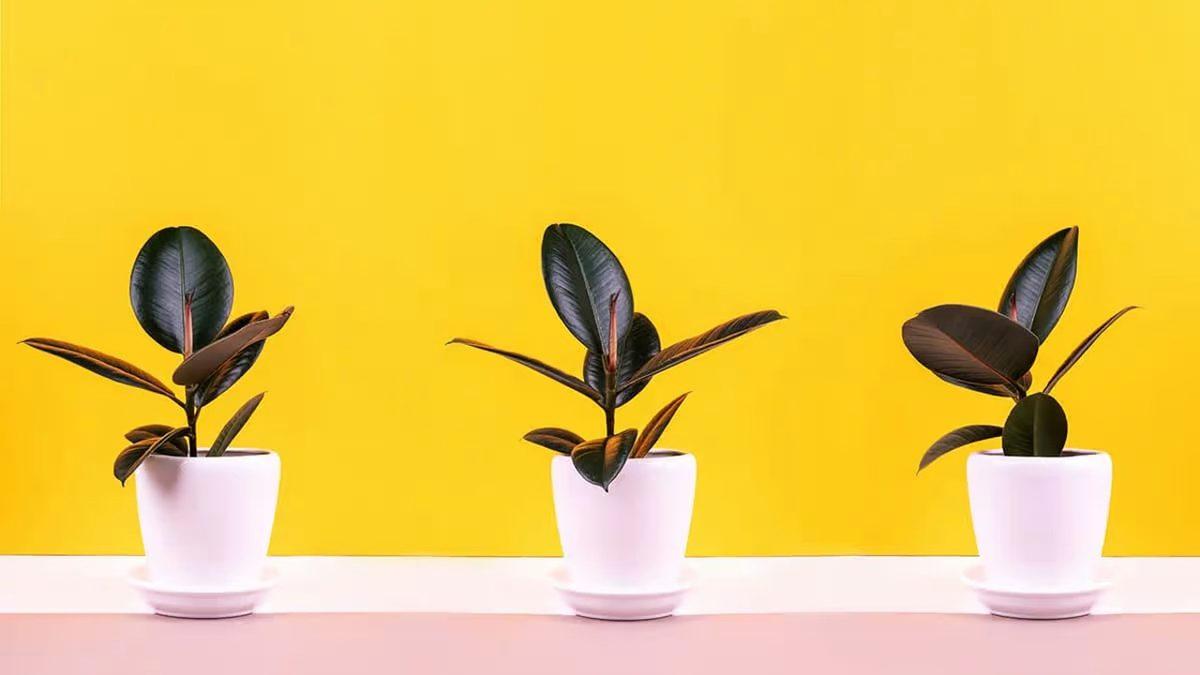 Kediniz Varsa Bu Bitkileri ve Çiçekleri Evinizde Bulundurmayın: Bir Parçası Bile Can Dostunuzu Hayatından Edebilir